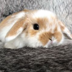 a brown and white rabbit laying on top of a couch