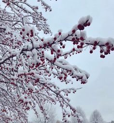 snow covered branches with red berries on them