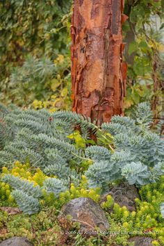 green plants and trees in the woods near a tree trunk with moss growing on it