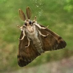 a brown and white moth hanging upside down on a window sill with green grass in the background