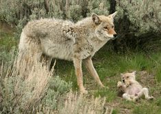 an adult wolf standing next to a baby one laying down in the grass and bushes