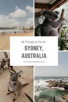 there are many things to do in sydney, australia including kangaroos and koalas