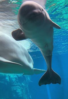 two dolphins are swimming in the water