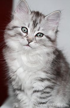 a gray and white kitten sitting on top of a table