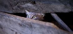 a cat peeks out from behind a wooden structure with its eyes wide open and looking at the camera