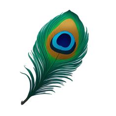 a blue and green peacock feather on a white background