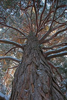 the top of a large tree with snow on it's ground and branches in the foreground