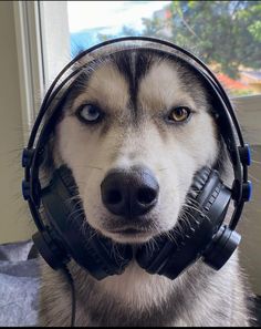 a husky dog wearing headphones and looking at the camera