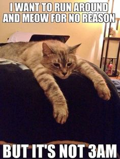 a cat laying on top of a couch with caption that reads, i want to run around and meow for no reason but it's not 3am