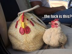 two chickens sitting in the back seat of a car next to a bag with a rooster on it