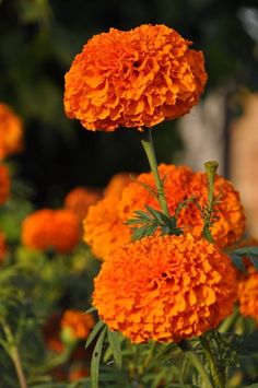 an orange flower is in the middle of some green leaves and flowers are behind it