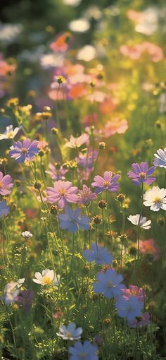 colorful wildflowers are growing in the sunlit field with green grass and flowers