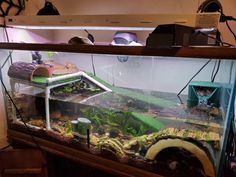 a fish tank filled with lots of different types of plants and animals on top of it