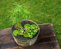 a bucket filled with water plants on top of a wooden table