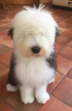 Old English Sheepdog Old Sheep Dog, Old English Sheep Dog Puppy, Sheep Dogs Breeds, Old English Sheep Dog, English Sheep Dog, English Sheepdog Puppy, Old English Sheepdog Puppy