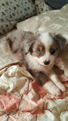 a small dog laying on top of a bed covered in blankets and pillows with blue eyes