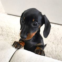 a small black and brown dog sitting on top of a couch