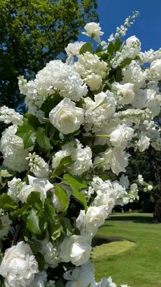 white flowers blooming in the middle of a park