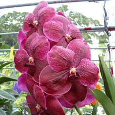 purple orchids are blooming in the garden