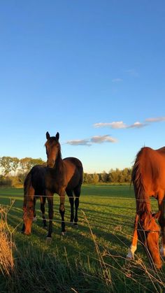 two brown horses standing next to each other on a lush green field