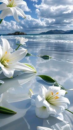 white flowers are floating in the water on a sunny day with blue sky and clouds