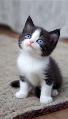 a black and white kitten with blue eyes sitting on the floor in front of a rug