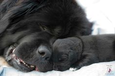 two black dogs laying next to each other on top of a white blanket with their heads together