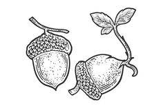 an acorn with leaves and nuts hand drawn sketch on white background, vintage style