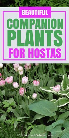 there is a sign that says, beautiful companion plants for hostas