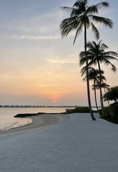 palm trees line the beach as the sun sets over the ocean in the distance, with white sand and blue water