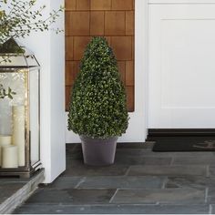 a potted plant sitting next to a white door