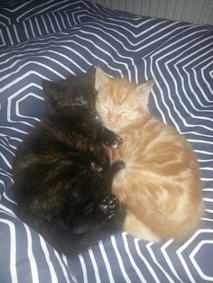 two cats are sleeping together on a bed