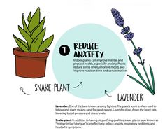 an info sheet describing the benefits of snake plants and how to use them for plant care