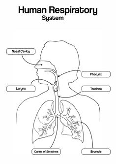 diagram of the human body with labels on each side and description of the organs labeled below