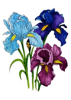 three blue and purple flowers on a white background