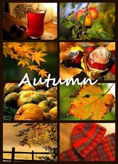 an autumn collage with leaves, acorns and other things