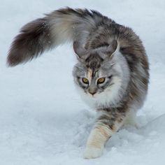 a grey and white cat running in the snow with it's front paws out