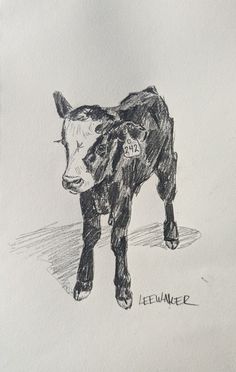 a pencil drawing of a cow with tags on it's ears