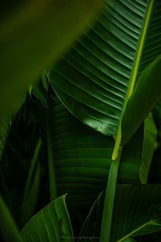 a close up view of the leaves of a plant