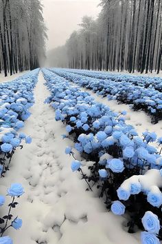 rows of blue roses in the snow near trees