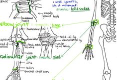 a diagram of the bones and their major skeletal systems