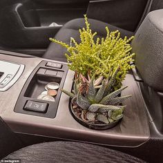 there is a plant in the center console of a car, and it's buttons are on