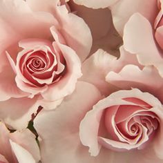 several pink roses are shown in close up