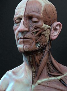 an image of a man's head and neck with the muscles exposed in it