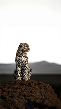 a leopard sitting on top of a rock in front of a mountain and looking off into the distance