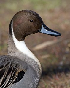 a close up of a duck on the ground