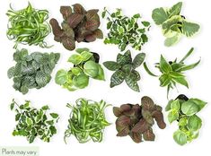 many different types of plants are shown in this image, including green and red leaves