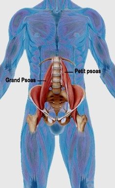 an image of the muscles and their corresponding parts in front of a man's body