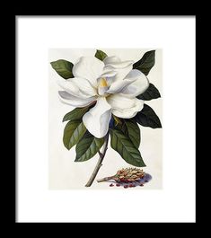 Magnolia Print, Magnolia Grandiflora, Coastal Art Prints, Aboriginal Artwork, Small Framed Art, Grand Art, Extra Large Wall Art, Botanical Print