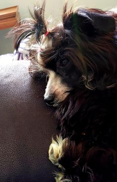 a small dog laying on top of a couch next to a window with long hair blowing in the wind